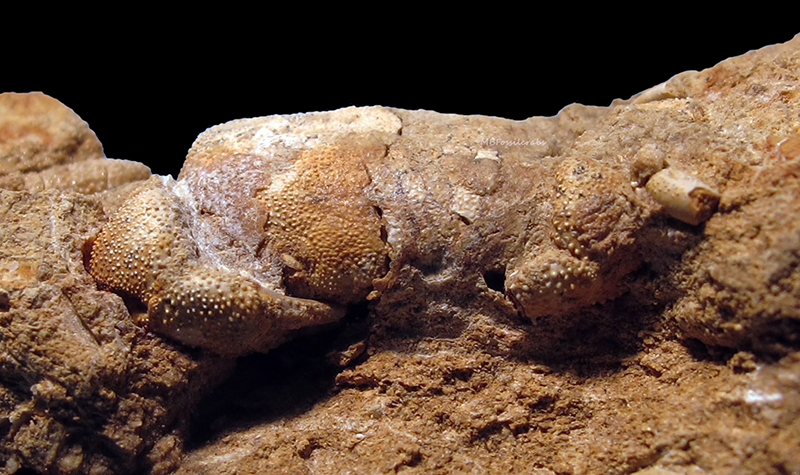 Bellhexapus granulatus